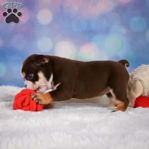 Claire, Miniature Bulldog Puppy